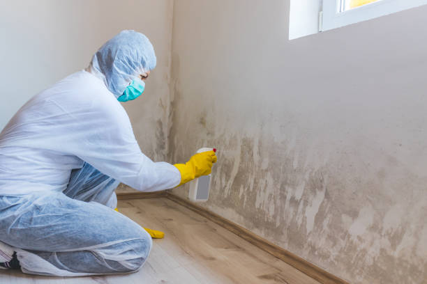 Licensed Mold Remediation service in Lacey, WA - 24 Hour Mold Removal