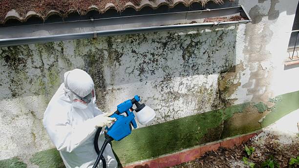 Top rated local Mold Remediation specialists in Lacey, WA